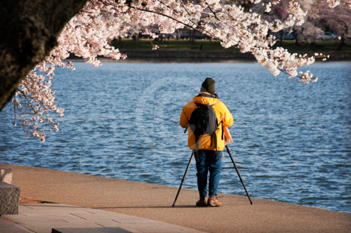 HD_P-44 - Photographer in yellow jacket photographing the Tidal Basin during Cherry Blossom Season