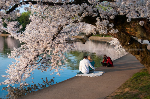 HD_P-45 - Future bride and groom photographed under one of the older cherry trees in full bloom near the Tidal Basin.