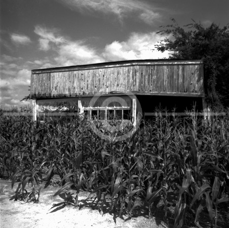 HD_STBW-09 - Old garage in the middle of a corn field just outside of Lewes, Delaware.