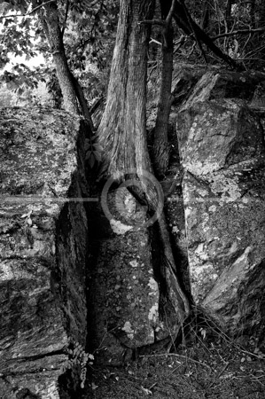 HD_STBW-45 - Tree growning out of rock formation near towpath of C&O Canal in Great Falls Park, Maryland (Wide Water area). HD_STBW-45 - Tree growning out of rock formation near towpath of C&O Canal in Great Falls Park, Maryland (Wide Water area).