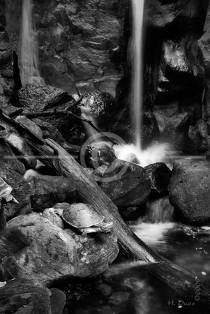 HD_STBW-46 - Rain Forest habitat at the Baltimore National Aquarium HD_STBW-46 - Rain Forest habitat at the Baltimore National Aquarium