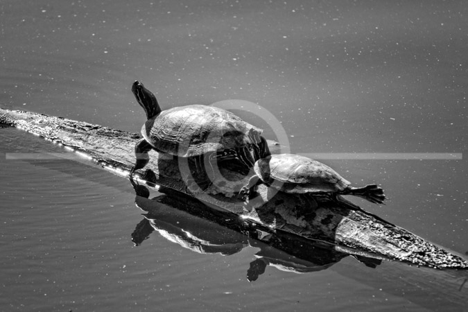 HD_STBW-47 - Two turtles sitting on a partially submerged log on Lake Churchill (Germantown, Maryland) on a warm and sunny fall afternoon. They look like they are playing HD_STBW-47 - Two turtles sitting on a partially submerged log on Lake Churchill (Germantown, Maryland) on a warm and sunny fall afternoon. They look like they are playing