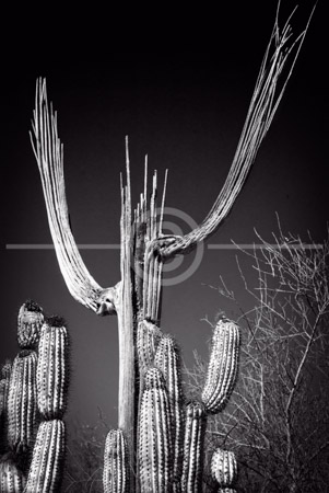 HD_STBW-48 - Dead Saguaro Cactus rises above against a dark sky at the Arizona-Sonora Desert Museum, near Tucson. HD_STBW-48 - Dead Saguaro Cactus rises above against a dark sky at the Arizona-Sonora Desert Museum, near Tucson.