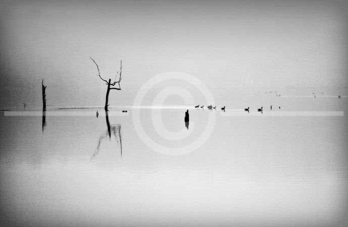 HD_STBW-51 - Geese and dead trees seen through early morning fog on Little Seneca Lake, Germantown, Maryland. HD_STBW-51 - Geese and dead trees seen through early morning fog on Little Seneca Lake, Germantown, Maryland.