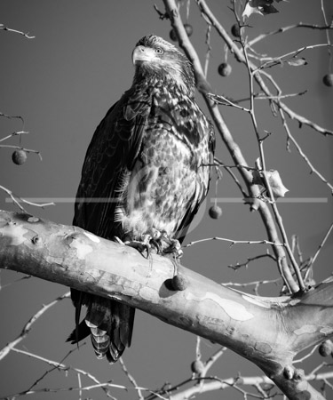 HD_STBW-53 - Immature Bald Eagle with its prey sitting on a tree near Conowingo Dam on the Susquehanna River, not far from Havre de Grace, Maryland. A great many Bald Eagles, Turkey Vultures, and other rapters congregate near the dam from late October through early January due to the large number of fish near the bottom of the dam. Bald Eagles do not obtain their distictive white head and tail plumage until their fifth year. HD_STBW-53 - Immature Bald Eagle with its prey sitting on a tree near Conowingo Dam on the Susquehanna River, not far from Havre de Grace, Maryland. A great many Bald Eagles, Turkey Vultures, and other rapters congregate near the dam from late October through early January due to the large number of fish near the bottom of the dam. Bald Eagles do not obtain their distictive white head and tail plumage until their fifth year.