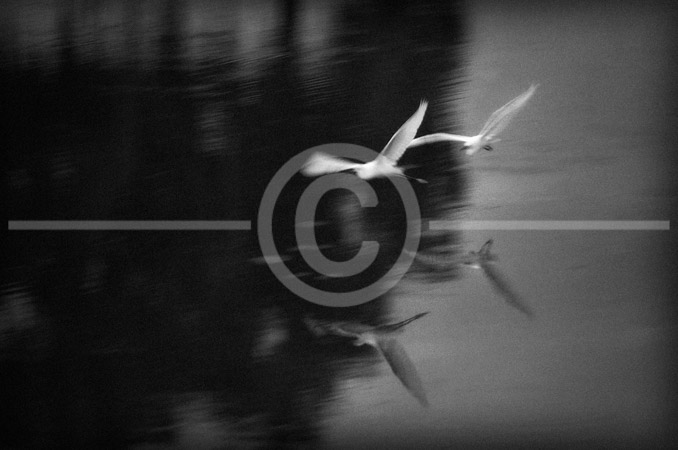 HD_STBW-55 - Pair of Snowy Egrets flying above small lake in The Villages, near Lady Lake, Florida. HD_STBW-55 - Pair of Snowy Egrets flying above small lake in The Villages, near Lady Lake, Florida.