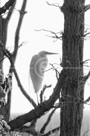 HD_STBW-56 - A Great Egret, a member of the Heron family sitting in a tree at Bombay Hook NWR near Dover Delaware. HD_STBW-56 - A Great Egret, a member of the Heron family sitting in a tree at Bombay Hook NWR near Dover Delaware.