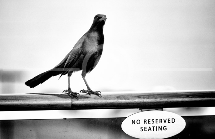 HD_STBW-57 - Bird standing on railing of Carnival Pride just above -No Reserve Seating- sign. HD_STBW-57 - Bird standing on railing of Carnival Pride just above -No Reserve Seating- sign.