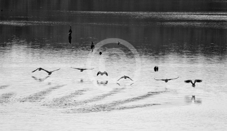 HD_STBW-58 - Canadian Geese taking off from Little Seneca Lake in Germantown, MD HD_STBW-58 - Canadian Geese taking off from Little Seneca Lake in Germantown, MD
