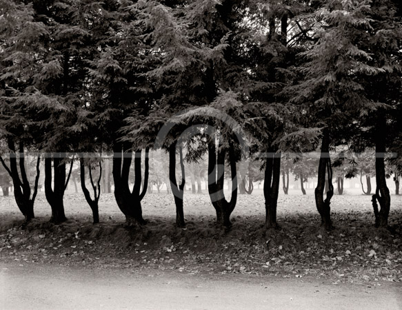 HD_STBW-59 - Row of trees along entrance roadway to main part of Washington Crossing State Park in eastern Pennsylania. HD_STBW-59 - Row of trees along entrance roadway to main part of Washington Crossing State Park in eastern Pennsylania.