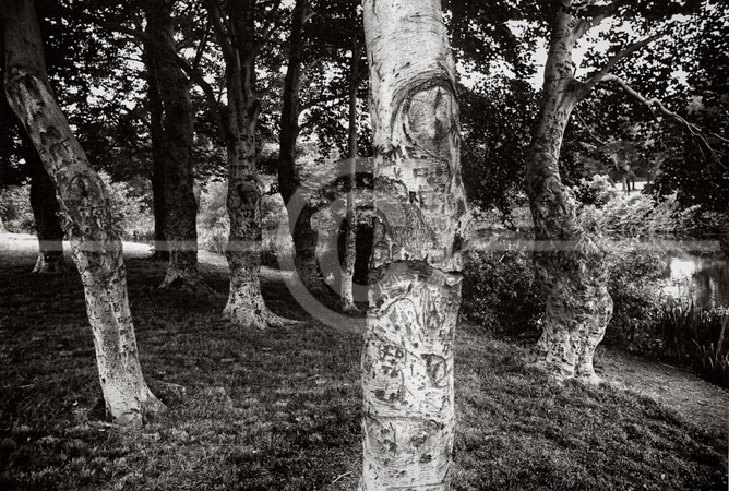 HD_STBW-60 - Grove of trees with initials etched into the trunks near stream in Branch Brook Park, Newark, New Jersey. HD_STBW-60 - Grove of trees with initials etched into the trunks near stream in Branch Brook Park, Newark, New Jersey.