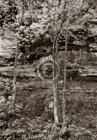 HD_STBW-63 - Trees-Rocks, Catskill Mountains near Hunter, New York HD_STBW-63 - Trees-Rocks, Catskill Mountains near Hunter, New York
