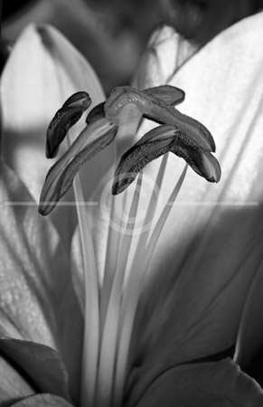 HD_STBW-81 - Closeup of the stigma, style, stamens, and filament of an Easter Lily.