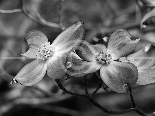 HD_STBW-82 - Dogwood (?) tree in bloom in backyard of house.