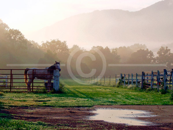 HD_STC-04 - Morning View - Stallion with mountains in background at Meadner Inn B&B, Nellysford VA HD_STC-04 - Morning View - Stallion with mountains in background at Meadner Inn B&B, Nellysford VA