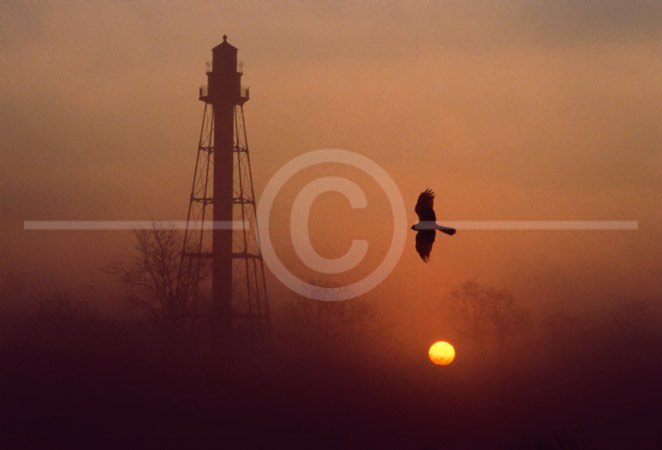 HD_STC-35 - Sunrise at Taylor's Bridge, Delaware with Marsh Hawk. March 1986 (actual date shot unknown.)