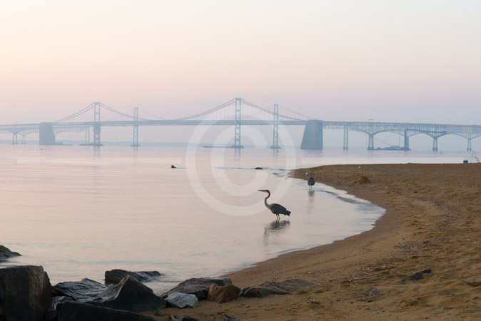 HD_STC-36 - Herons and other shorebirds on the beach at Sandy Point State Park just after sunrise. Chesapeake Bay Bridge can be seen in the background.