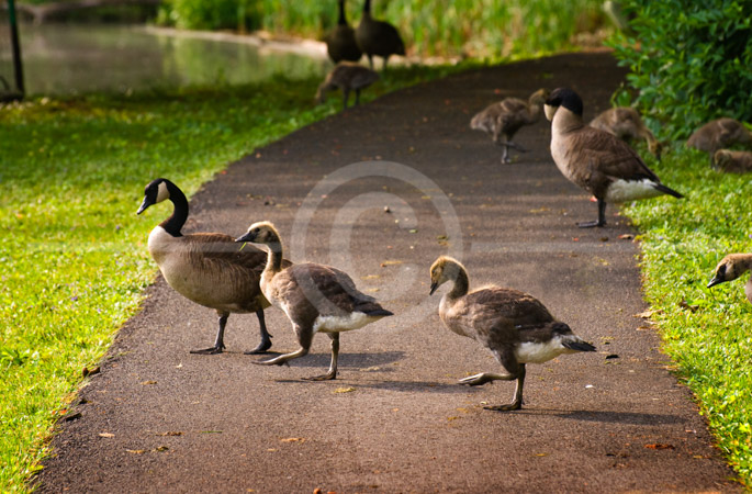 HD_STC-37 - Three geese walking across path, Lake Churchill, Germantown, Maryland.