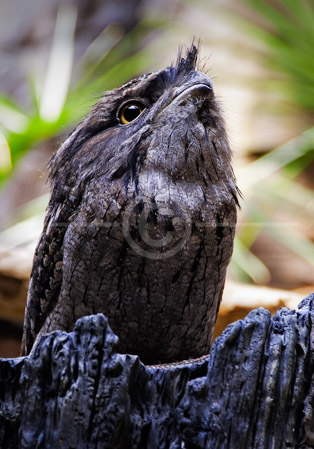 HD_STC-38 - Tawny Frogmouth  Size: 34-48cm Habitat: Distributed Australia wide, this Frogmouth inhabits woodlands. Feeds nocturnally on beetles, grasshoppers, snails and small mammals. Notes: Grey bird, large yellow eyes, camouflaged to look like a tree branch. Breeds Spring.