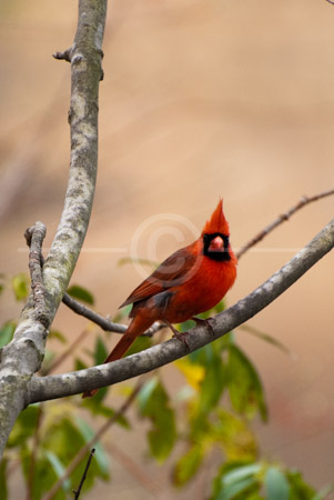 HD_STC-39 - Cardinal, Little Seneca Lake, Germantown, Maryland.