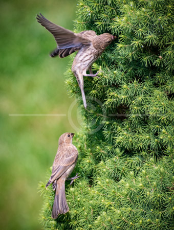 HD_STC-40 - Two female House Finches getting ready to enter Blue Spruce in backyard to get to their nests.