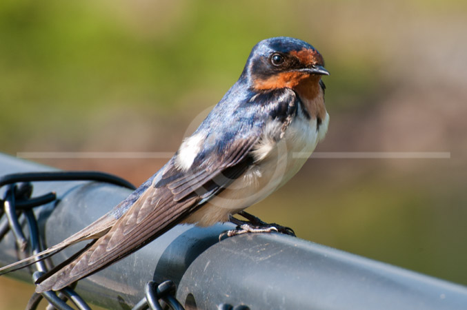 HD_STC-41 - Bird sitting on the fence, Germantown, Maryland