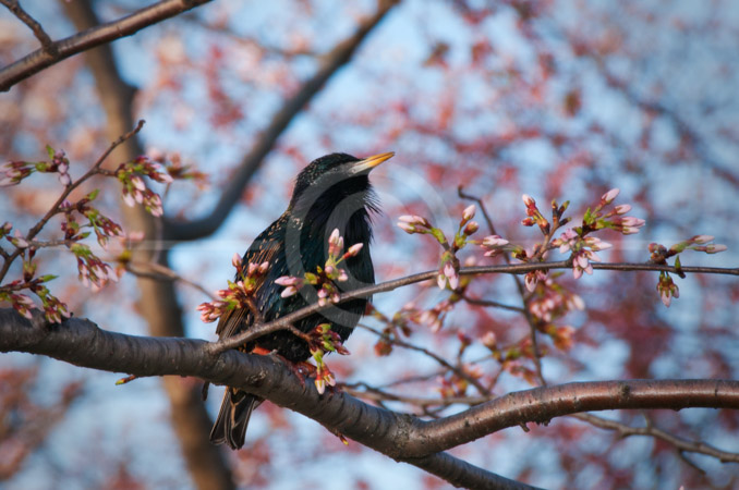 HD_STC-42 - Black bird in Cherry Tree near Tidal Basin