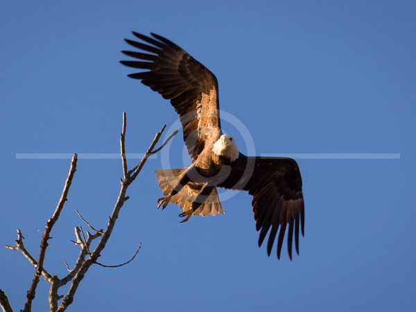 HD_STC-43 - Bald Eagle taking off from tree top near Conowingo Dam, Maryland.