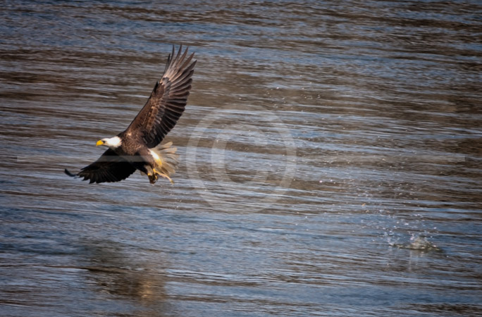 HD_STC-44 - Bald Eagle snags a fish just below Conawingo Dam in Maryland.