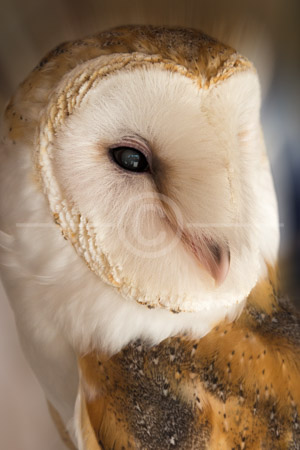 HD_STC-45 - Closeup of an Barn Owl at the Arizona-Sonora Desert Museum near Tucson, Arizona.