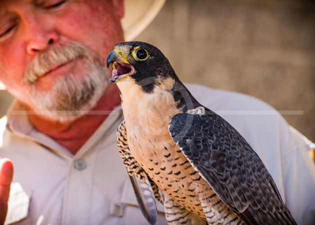HD_STC-46 - Peregrine falcon with handler in Scottsdale AZ.