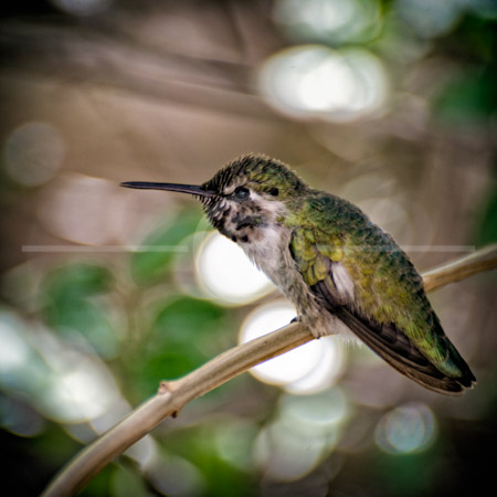 HD_STC-48 - Vervain Hummingbird at the Arizona Sonora Desert Museum