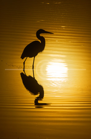 HD_STC-49 - Heron sitting in lake at sunrise at the Villages, Florida.