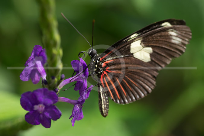 HD_STC-50 - Doris Longwing Butterfly at Butterfly Wonderland in Scottsdale, Arizona