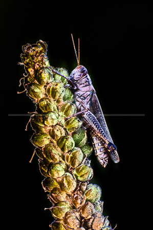 HD_STC-51 - Grasshopper resting on plant near Little Seneca Lake in Germantown, Maryland