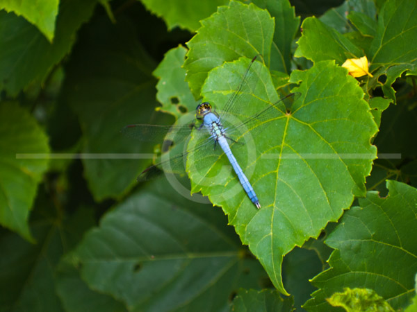 HD_STC-52 - Dragonfly sitting on leaf near Little Seneca Lake, Germantown, Maryland.