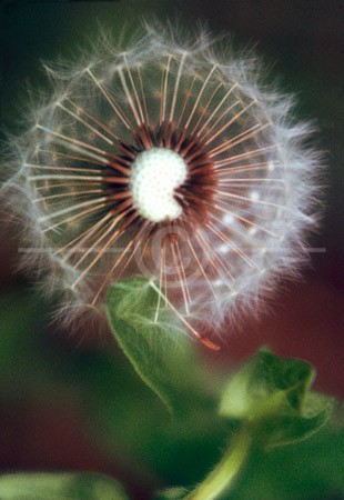 HD_STC-56 - Close-up of Dandelion flower seeds.
