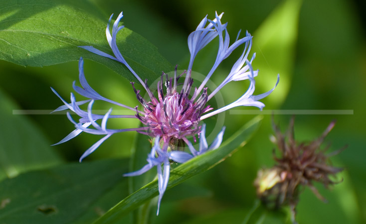 HD_STC-57 - Spring Flowers, Little Seneca Lake, Germantown, Maryland