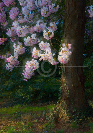 HD_STC-58 - Cherry Tree in bloom between Tidal Basin and FDR Memorial, Morning.