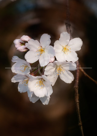 HD_STC-59 - Cherry Blossoms against a dark background