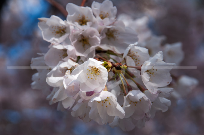 HD_STC-60 - Cherry blossoms in peak bloom at the Tidal Basin