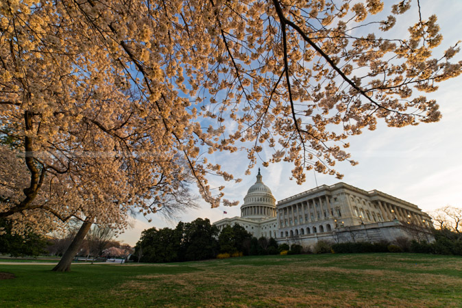 HD_STC-73 - Cherry Trees in full bloom frame the U.S. Capitol Building on the west side. The House of Representatives wing is to the right of the dome.