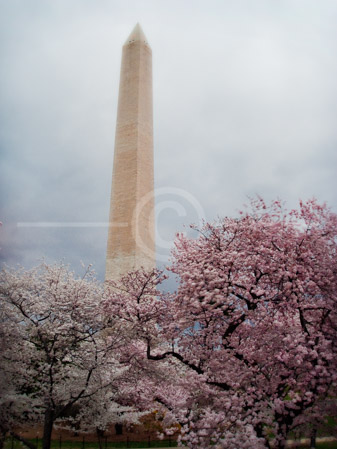 HD_STC-82 - Washington Monument peaks above a grove of Cherry Blossoms on a cloudy and misty morning.