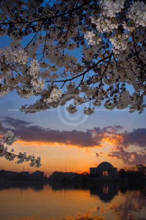 HD_STC-84 - Sunrise at peak of Cherry Blossom season at the Tital Basin with Jefferson Memorial and Washington Skyline in background.
