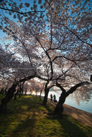 HD_STC-85 - Two people bicycling along the path next to the Tidal Basin near the Stone Lantern.