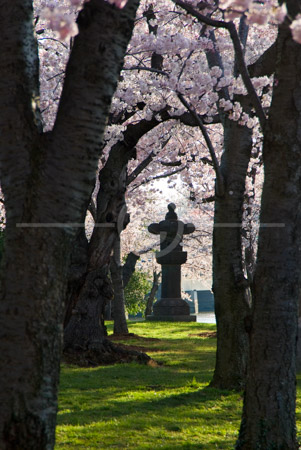 HD_STC-86 - Stone Lantern seen through tree trunks in grove near Tidal Basin in Washington, DC.