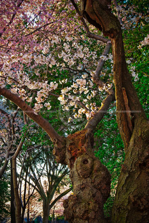 HD_STC-87 - Two older Cherry Trees in full bloom near the Tidal Basin