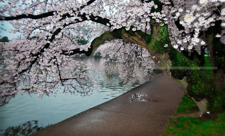 HD_STC-88 - The walkway on the edge of the Tidal Basin with the branches of some of the older cherry trees on a rainy spring morning.