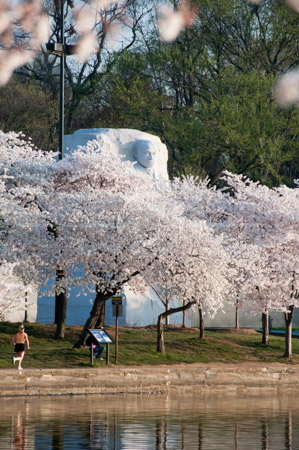 HD_STC-89 - MLK Memorial seen peaking from behind cherry blossoms, Tidal Basin, Washington, DC.