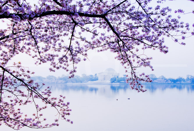 HD_STC-90 - Early morning view of Jefferson Memorial through blossom-covered branches just before sunrise.
